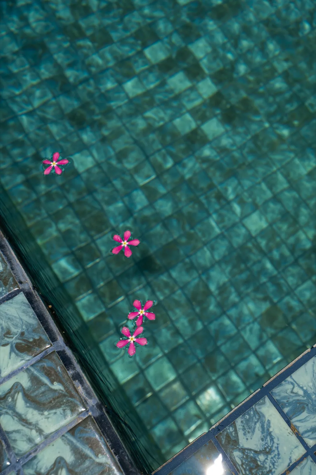 Close view of the villa pool with pink flowers floating on the water